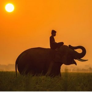 אדם רכוב על פיל על קרע שיעה כתובה בתאילנד