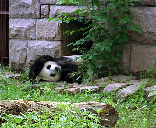 דב פנדה משחק בגן החיות של בייג'ינג סין