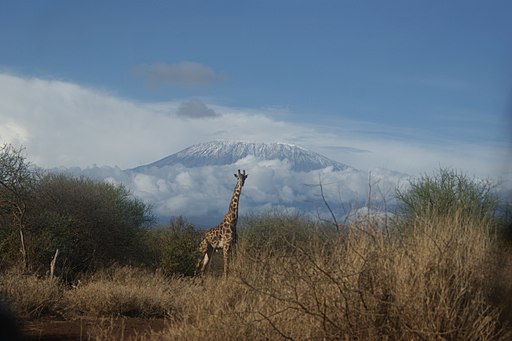 ג'רפה בשמורת הטבע של קלימנג'רו על רקע ההר המפורסם קלימנג'רו
