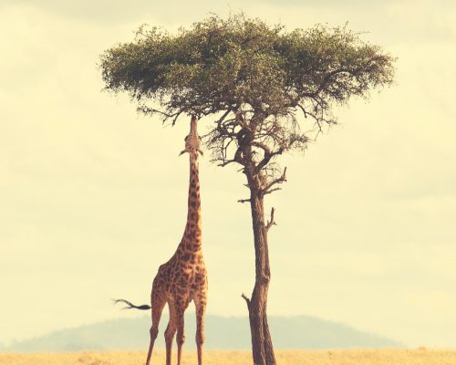 ג'רפה אוכלת מעץ בסאפרי הלאומי של טנזניה.