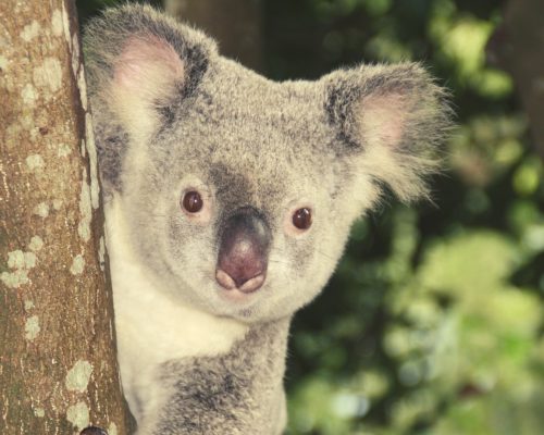 דב קואלה מציץ מהעץ .אוסטרליה.