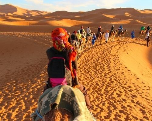 שיירה של טיול גמלים במרוקו.